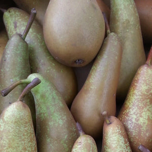 Pears - Conference - Vegetropolis Organic Fruit and Veg Delivery Service