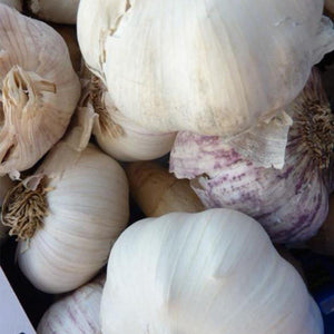 Garlic - Large - Vegetropolis Organic Fruit and Veg Delivery Service