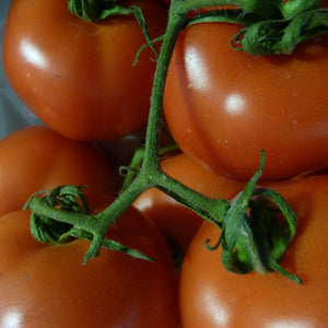 Tomatoes - Vine - Vegetropolis Organic Fruit and Veg Delivery Service