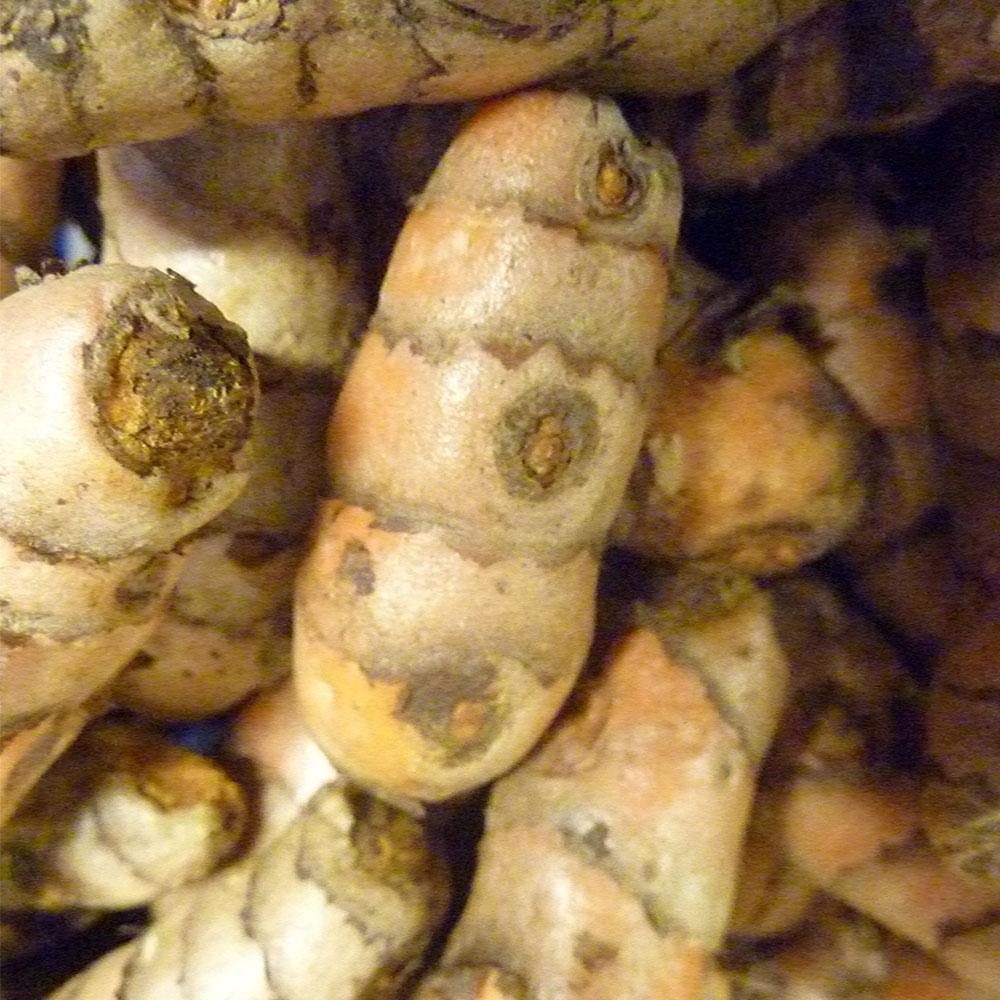Turmeric Root - Vegetropolis Organic Fruit and Veg Delivery Service