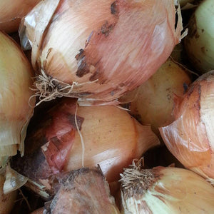 Onions - Vegetropolis Organic Fruit and Veg Delivery Service